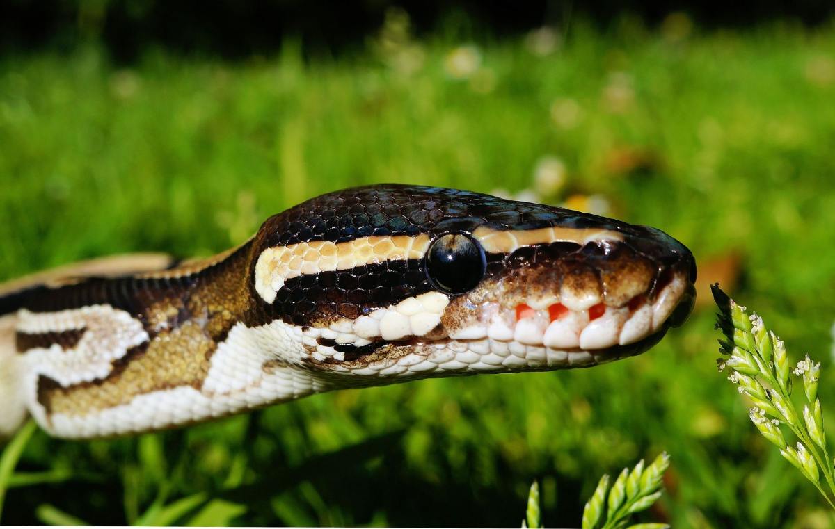 up close ball python on grass