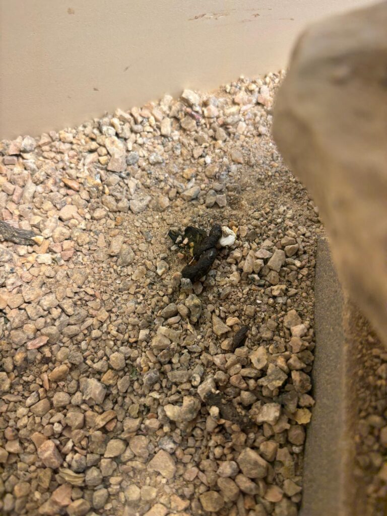 reptile poop 1
