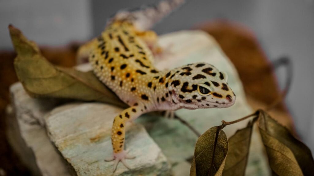 leopard gecko on rock