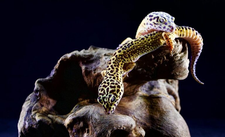 2 leopard geckos climbing on branch