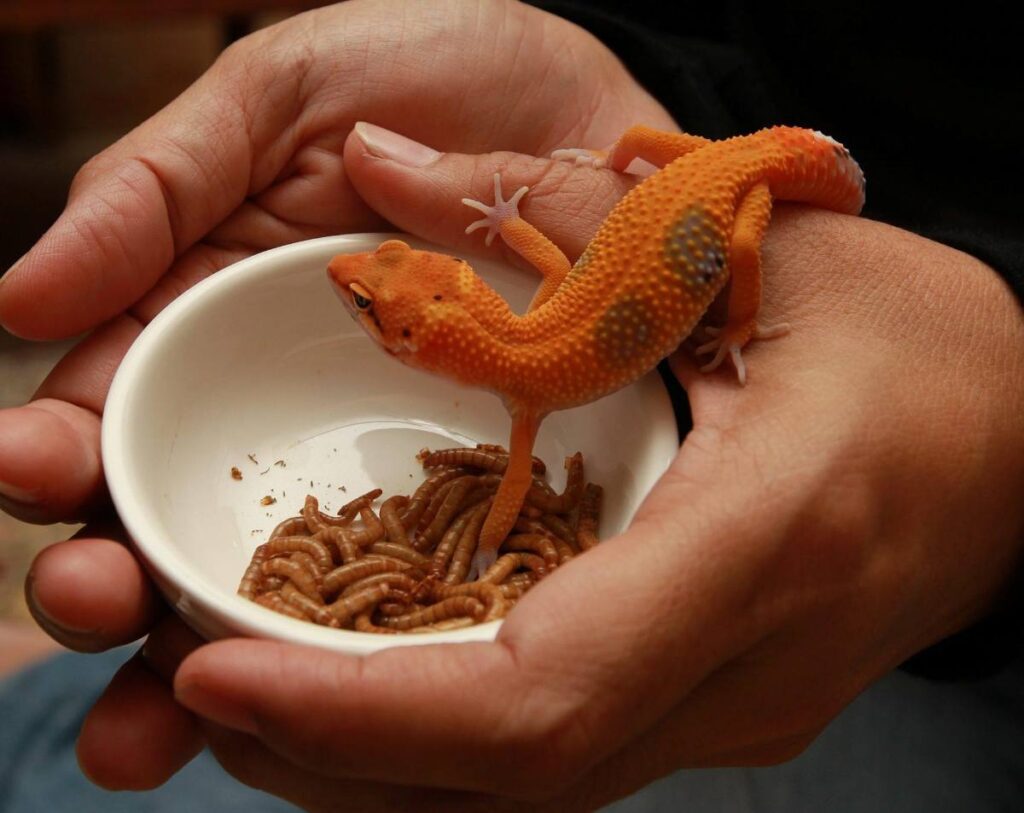 leopard gecko on hand over mealworm dish