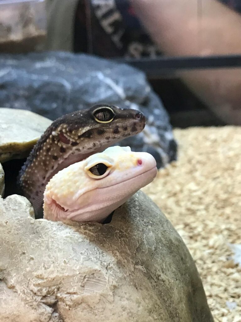2 leopard geckos looking out of rock hide