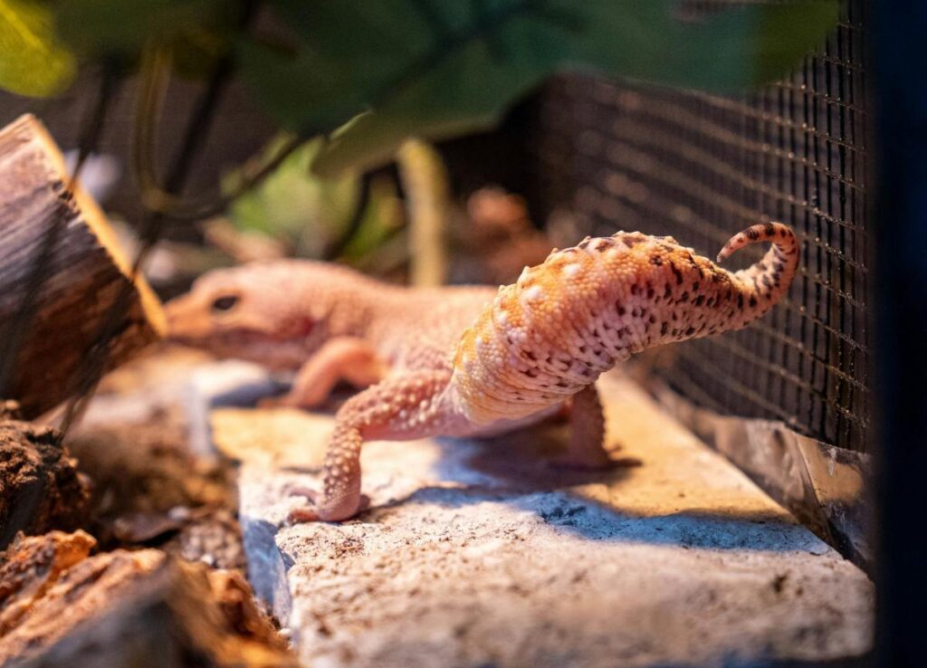 leopard gecko waving tail