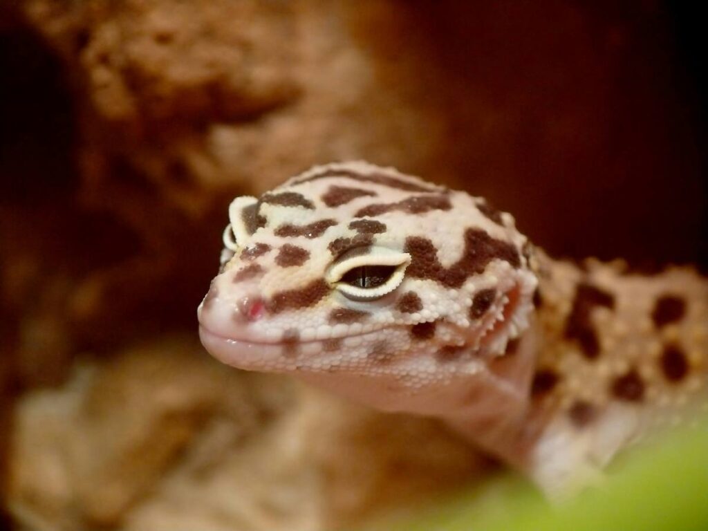 upclose of cute leopard gecko