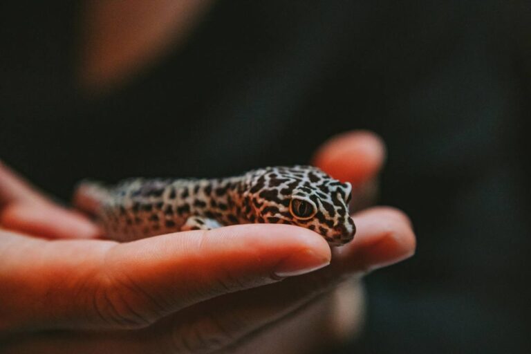 holding leopard gecko
