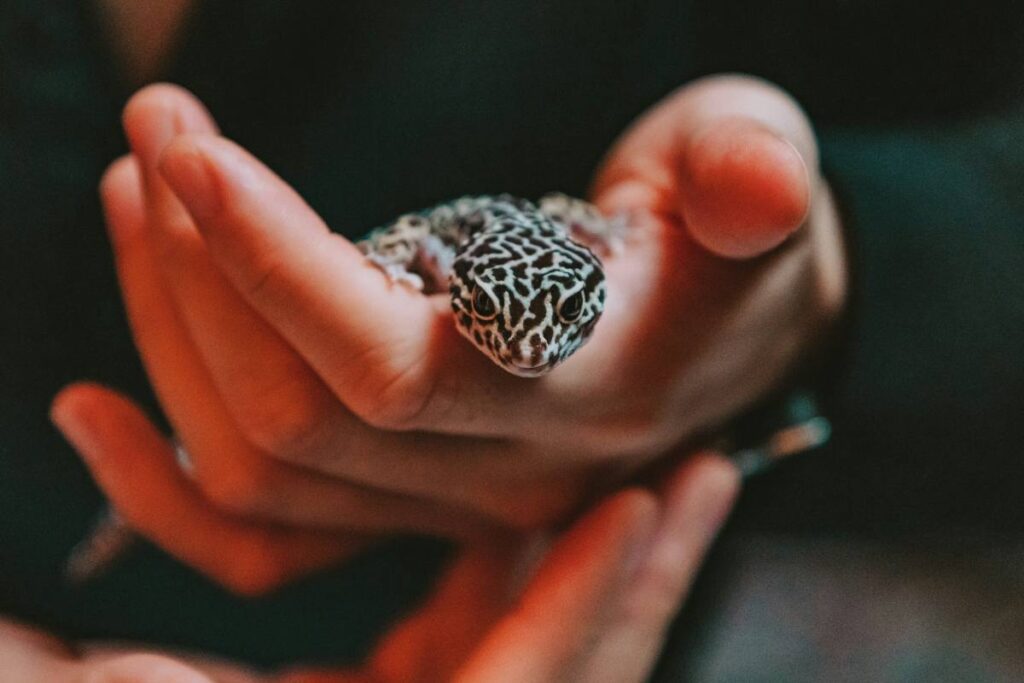 holding leopard gecko with head sticking out