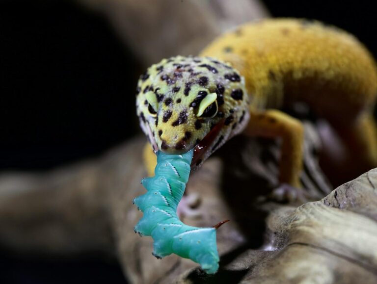 leopard gecko on branch eating horned worm