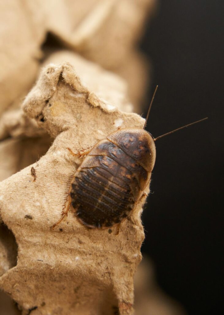 adult dubia roach on grapevine branch
