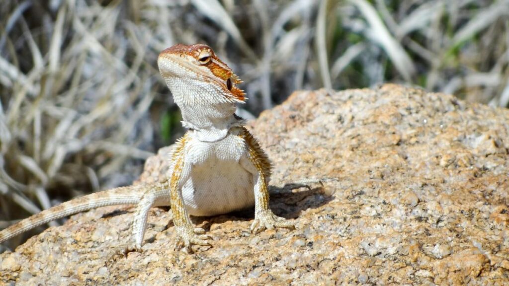 juvenile bearded dragon in the wild