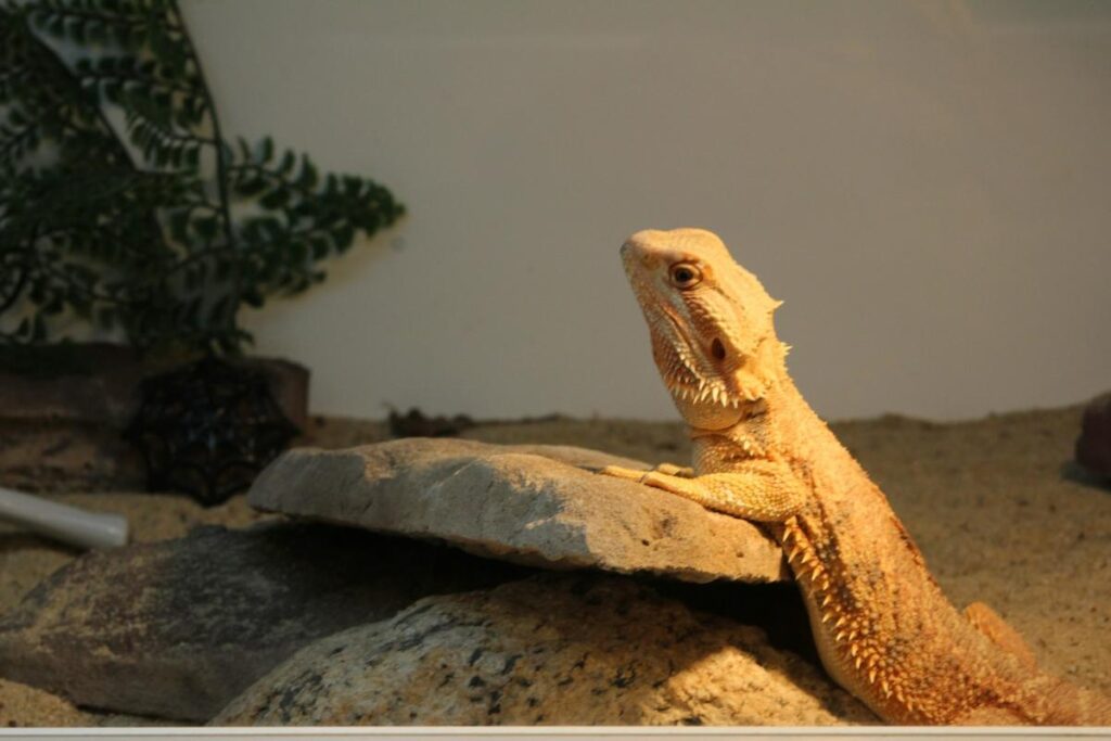 bearded dragon basking on rock