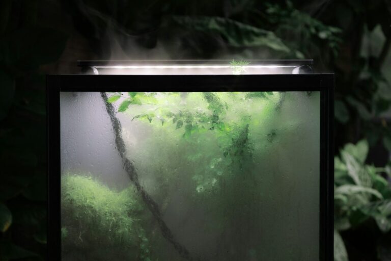 terrarium with mist and fog inside