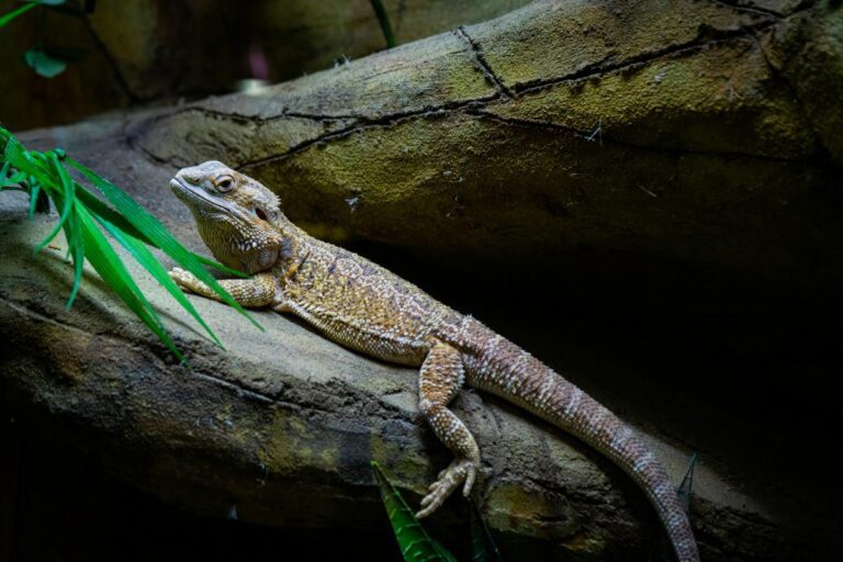 bearded dragon resting on slanted slab