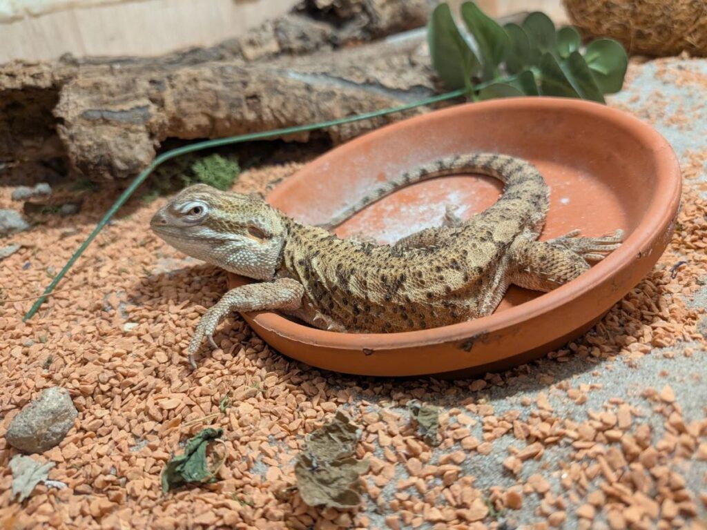 juvenile bearded dragon resting in terra cotta pot holder