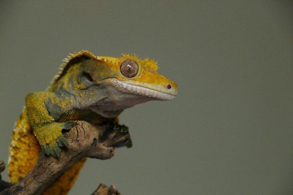 crested gecko looking to the right